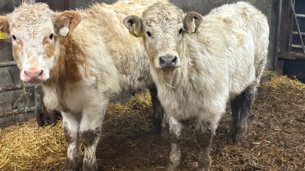 2 Charolais Heifer Wealings - Image 3