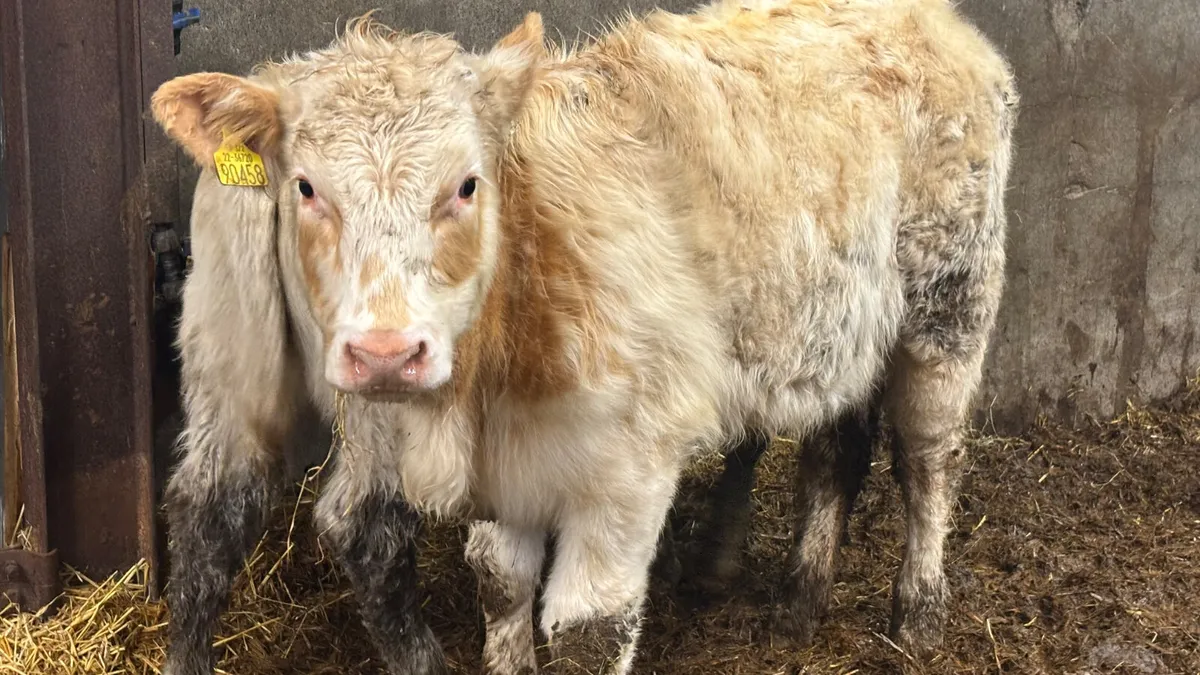 2 Charolais Heifer Wealings - Image 4