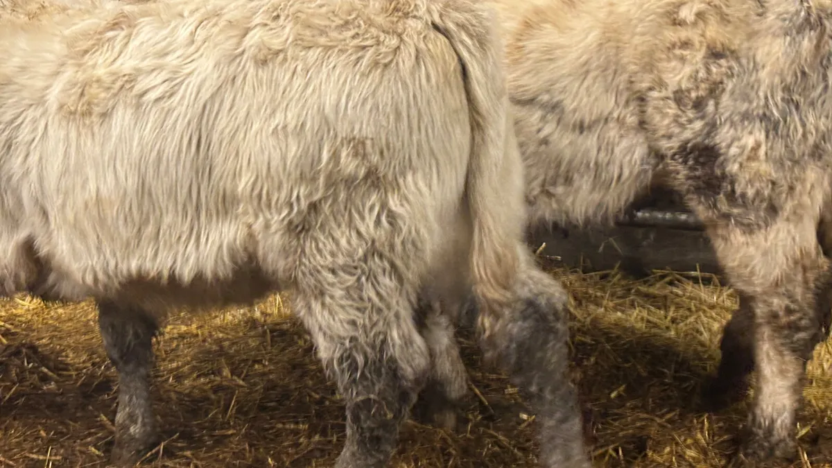 2 Charolais Heifer Wealings - Image 2