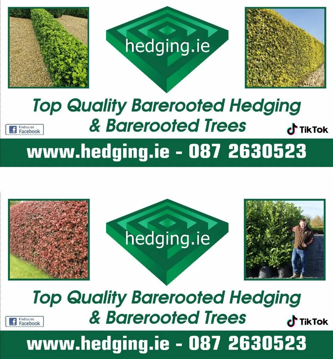 beech hedging - Image 1