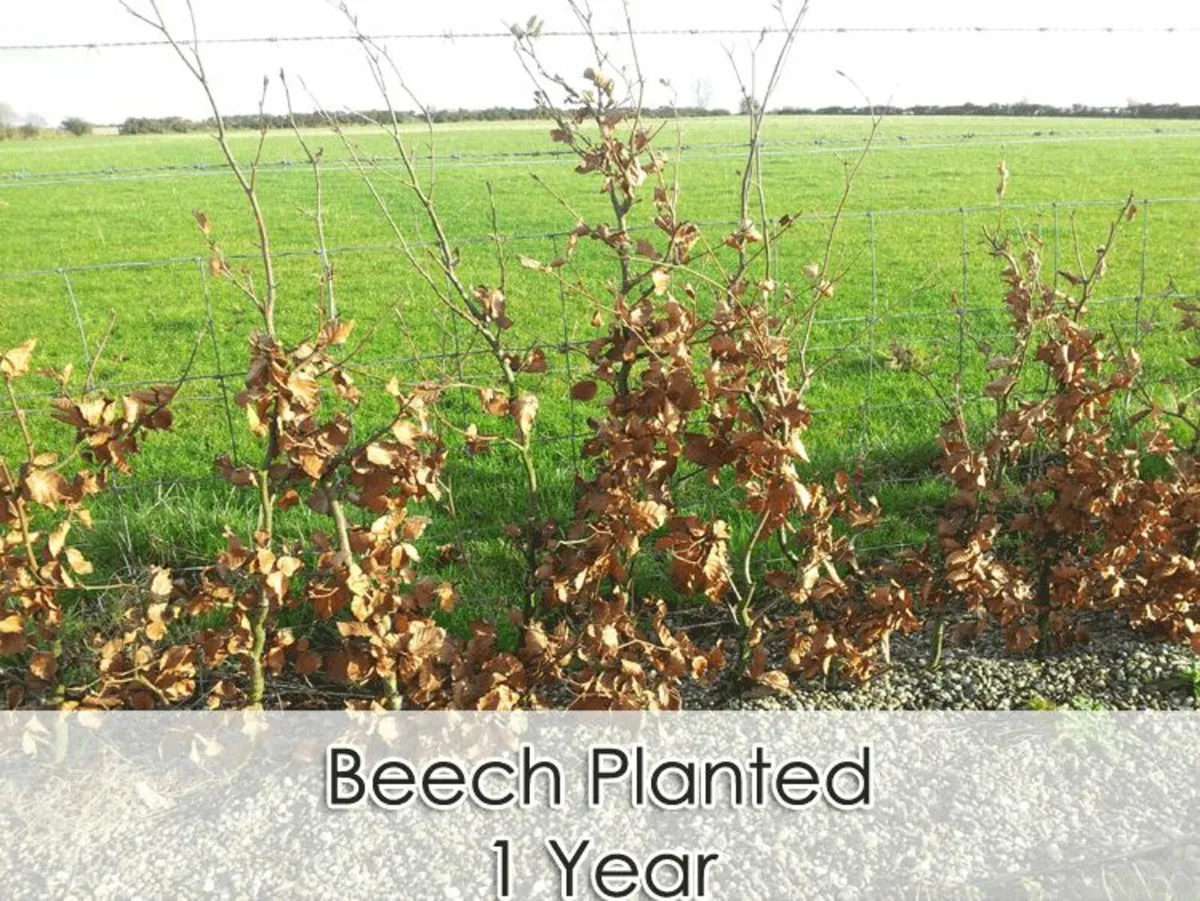 beech hedging - Image 4