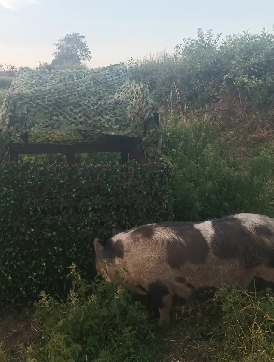 Kune kune pigs - Image 2