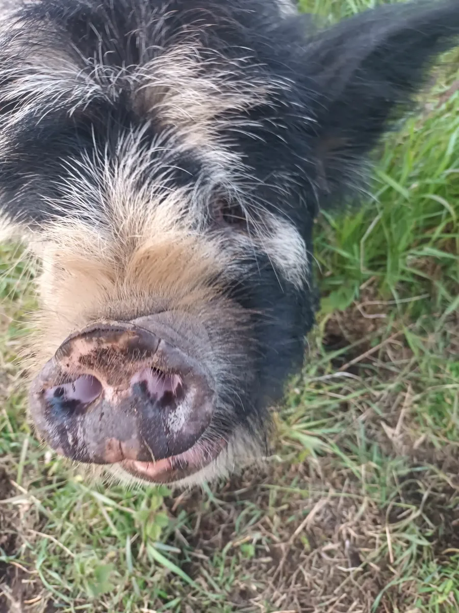 Kune kune pigs - Image 1