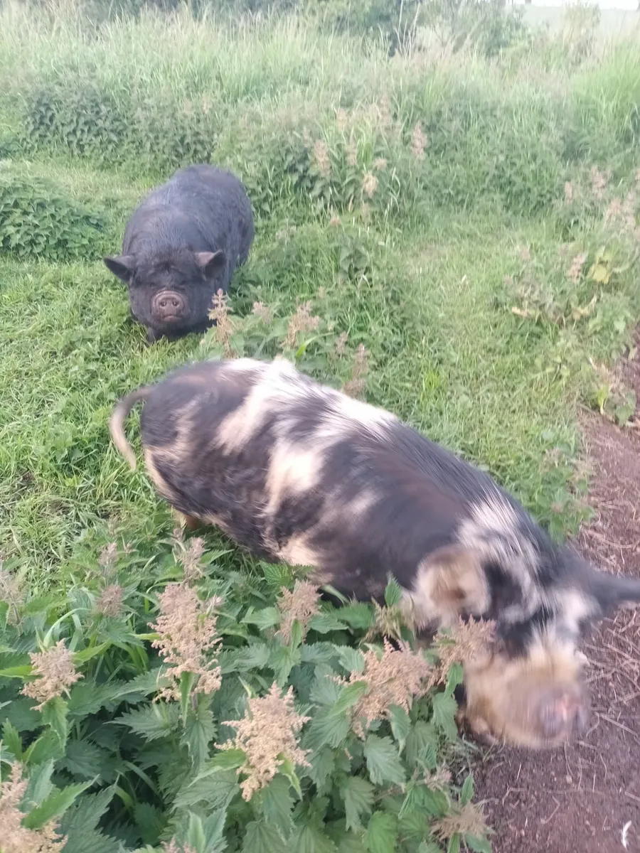 Kune kune pigs - Image 3