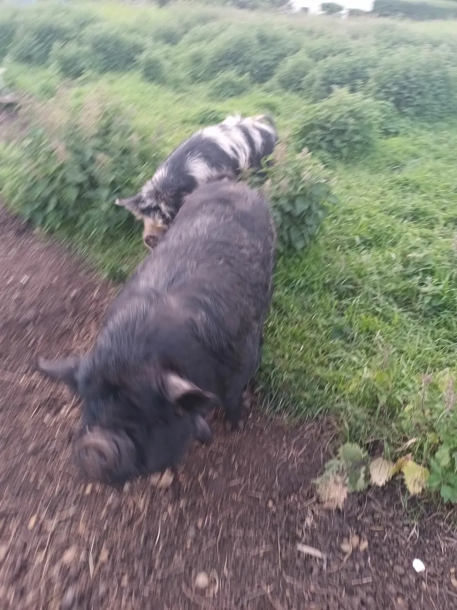 Kune kune pigs - Image 4
