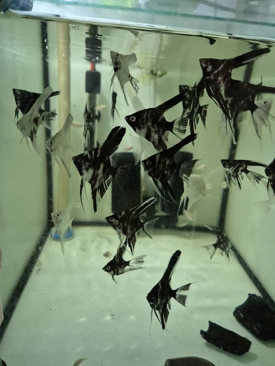 Tropical Fish and Shrimp - Image 1