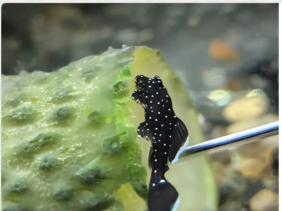 Tropical Fish and Shrimp - Image 2