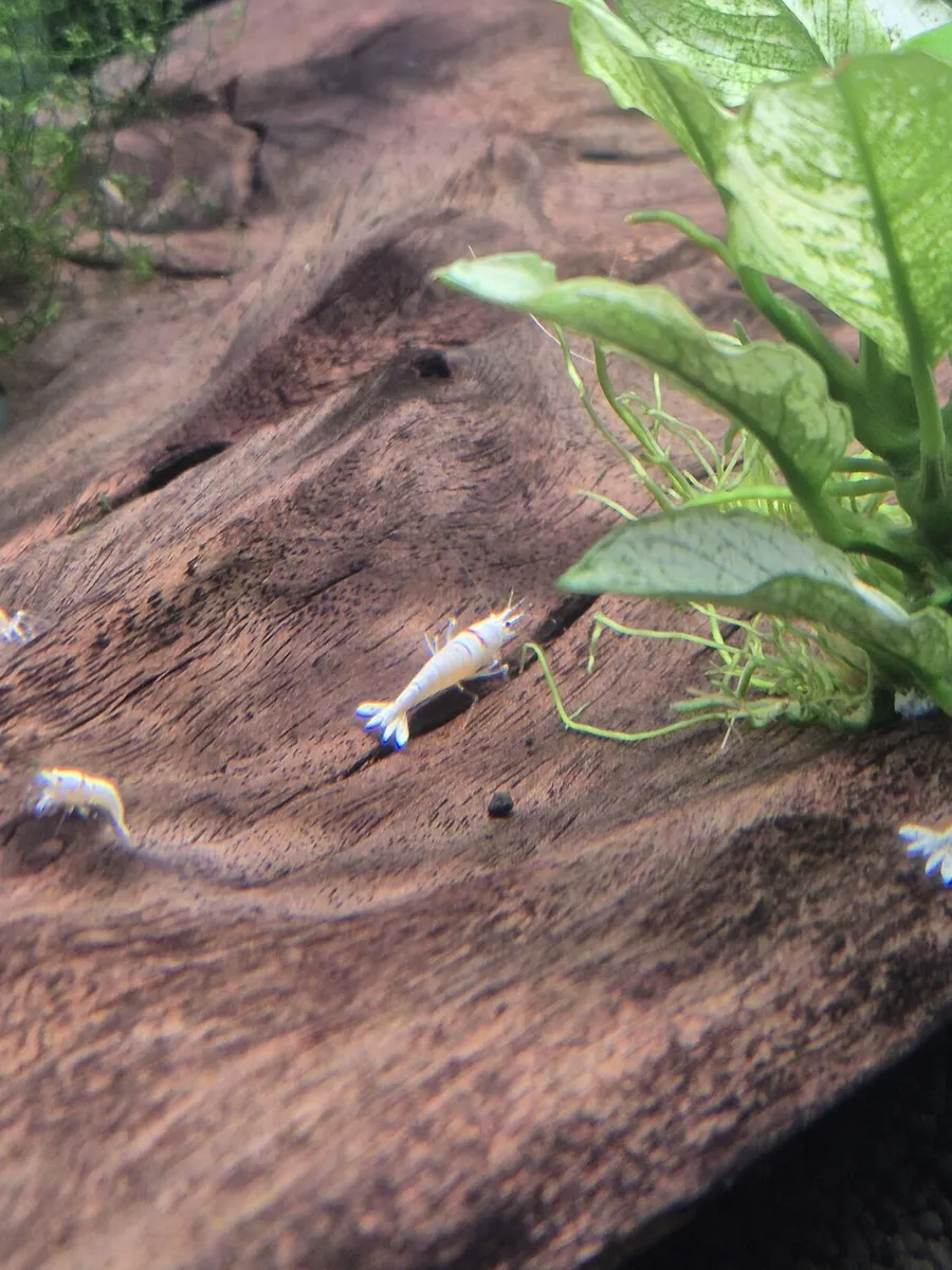 Tropical Fish and Shrimp - Image 4