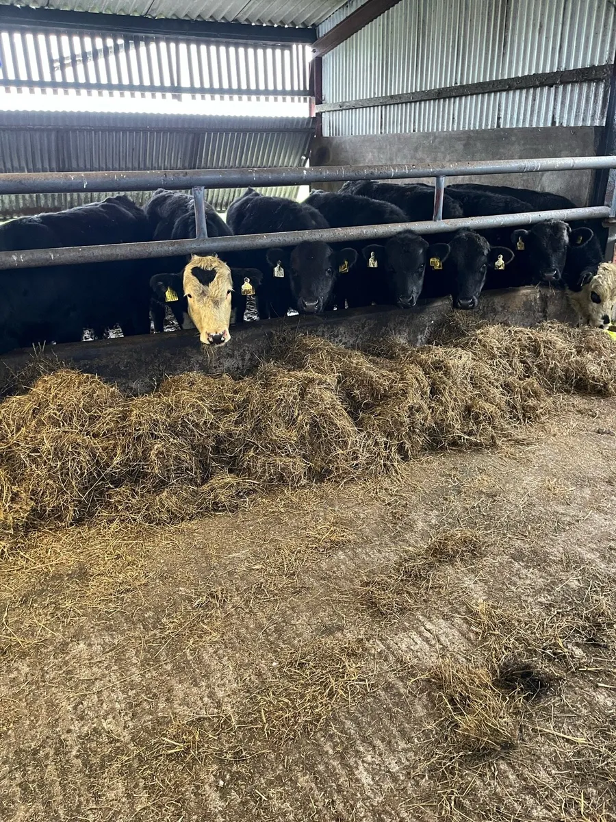 Angus weanlings - Image 1