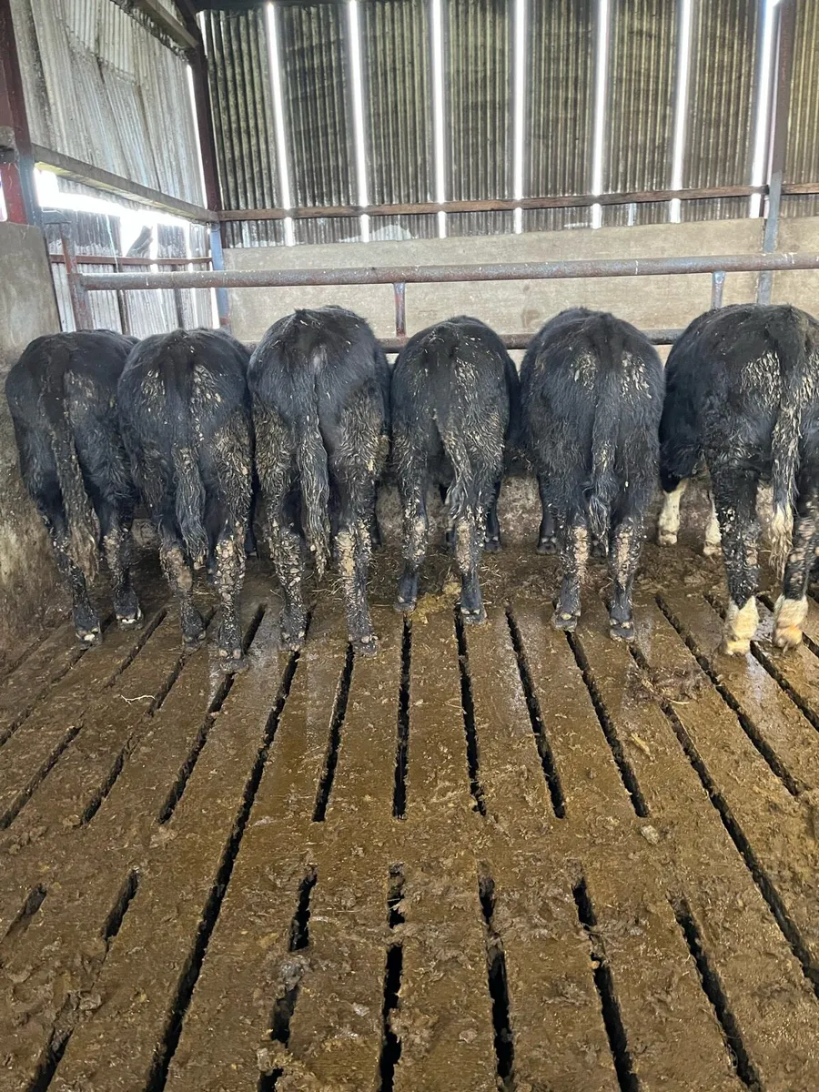 Angus weanlings - Image 2