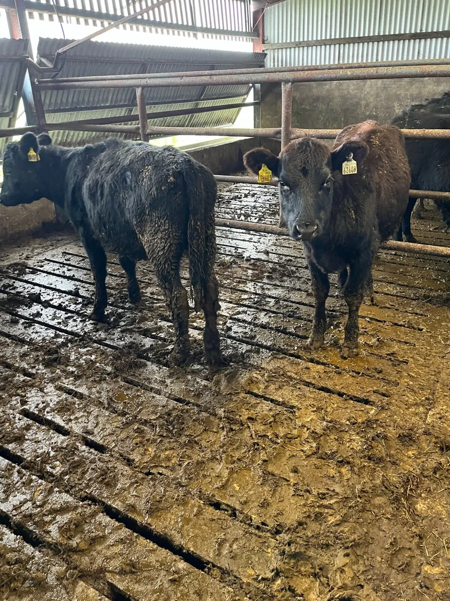 Angus weanlings - Image 3