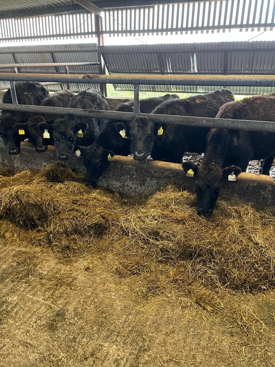 Angus weanlings - Image 4