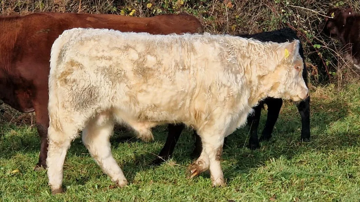 Organic Shorthorn 5 star Bull - Image 1