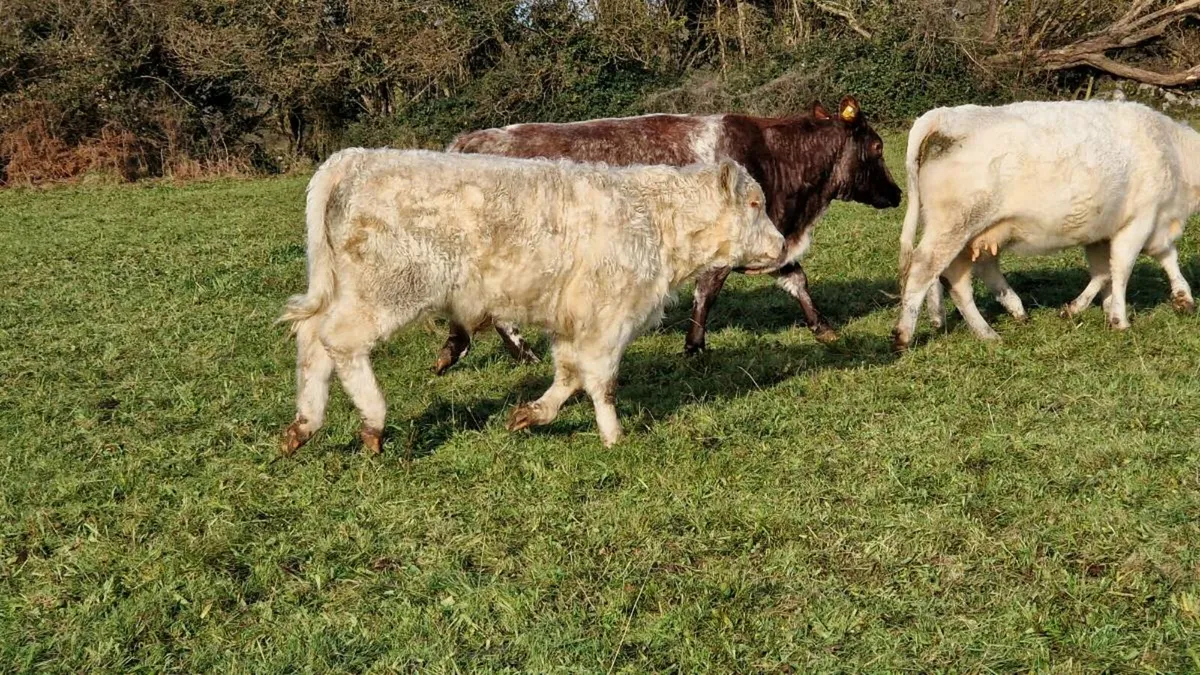 Organic Shorthorn 5 star Bull - Image 3
