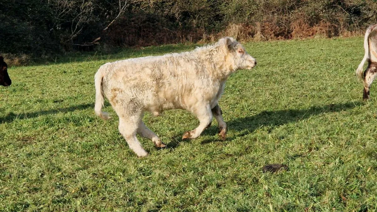 Organic Shorthorn 5 star Bull - Image 2