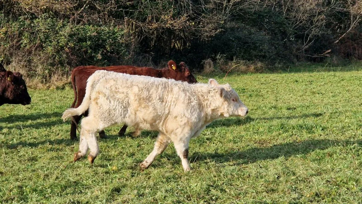 Organic Shorthorn 5 star Bull - Image 4