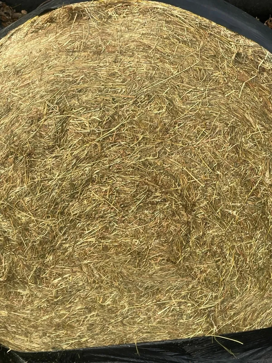 HAY & HALAGE - Image 2