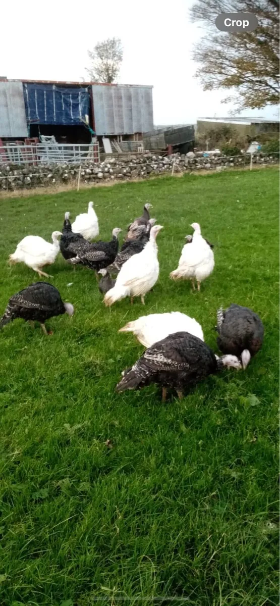 Bronze and white Christmas turkeys - Image 1