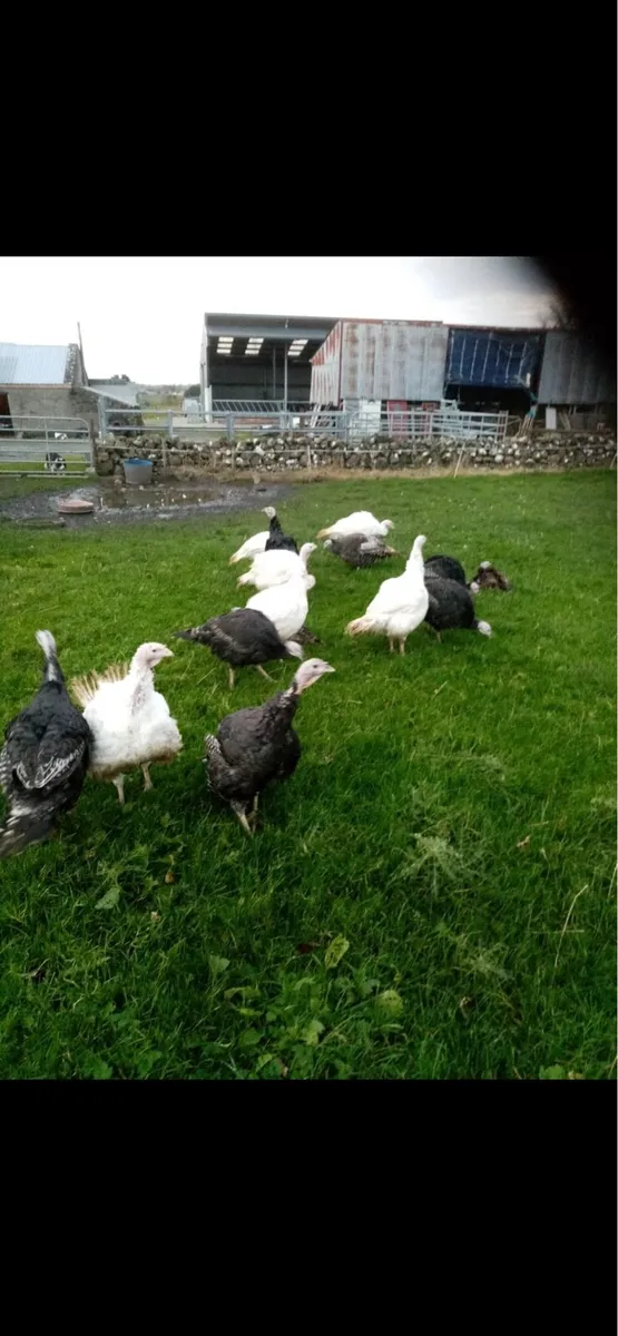 Bronze and white Christmas turkeys - Image 2