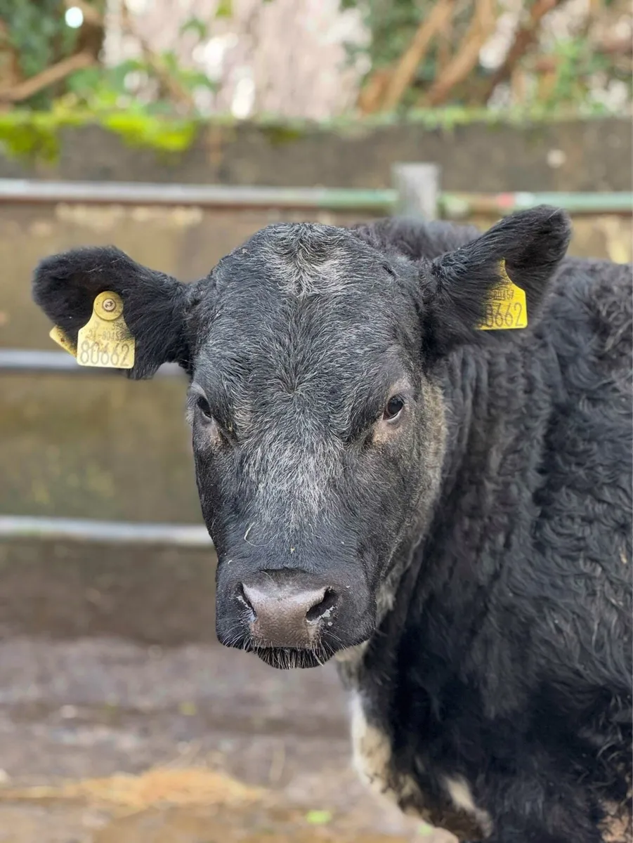 ⭐️Super Show Ai bred Blue Breeding heifer⭐️ - Image 2