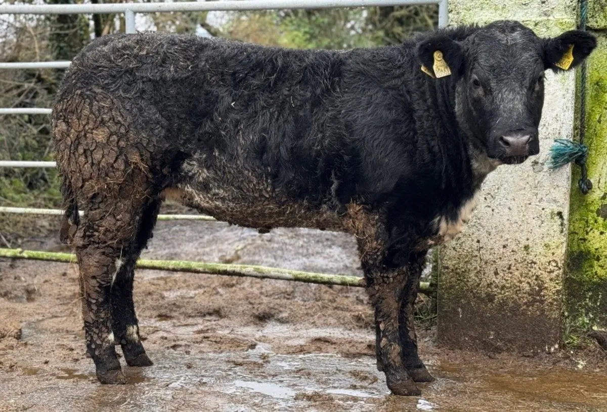 ⭐️Super Show Ai bred Blue Breeding heifer⭐️ - Image 3