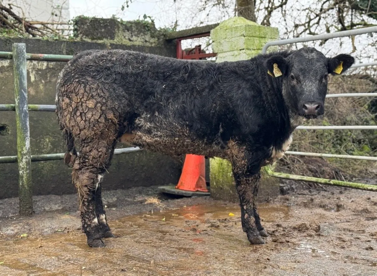 ⭐️Super Show Ai bred Blue Breeding heifer⭐️ - Image 4