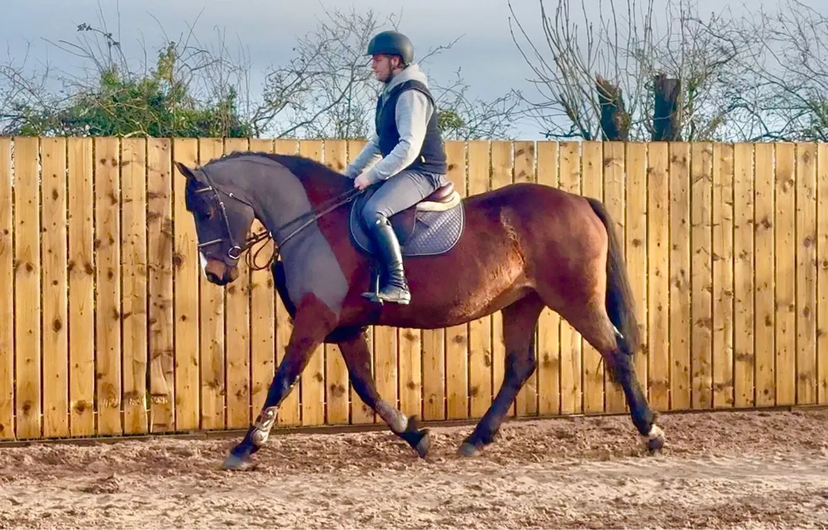 19yr old Grand Prix horse