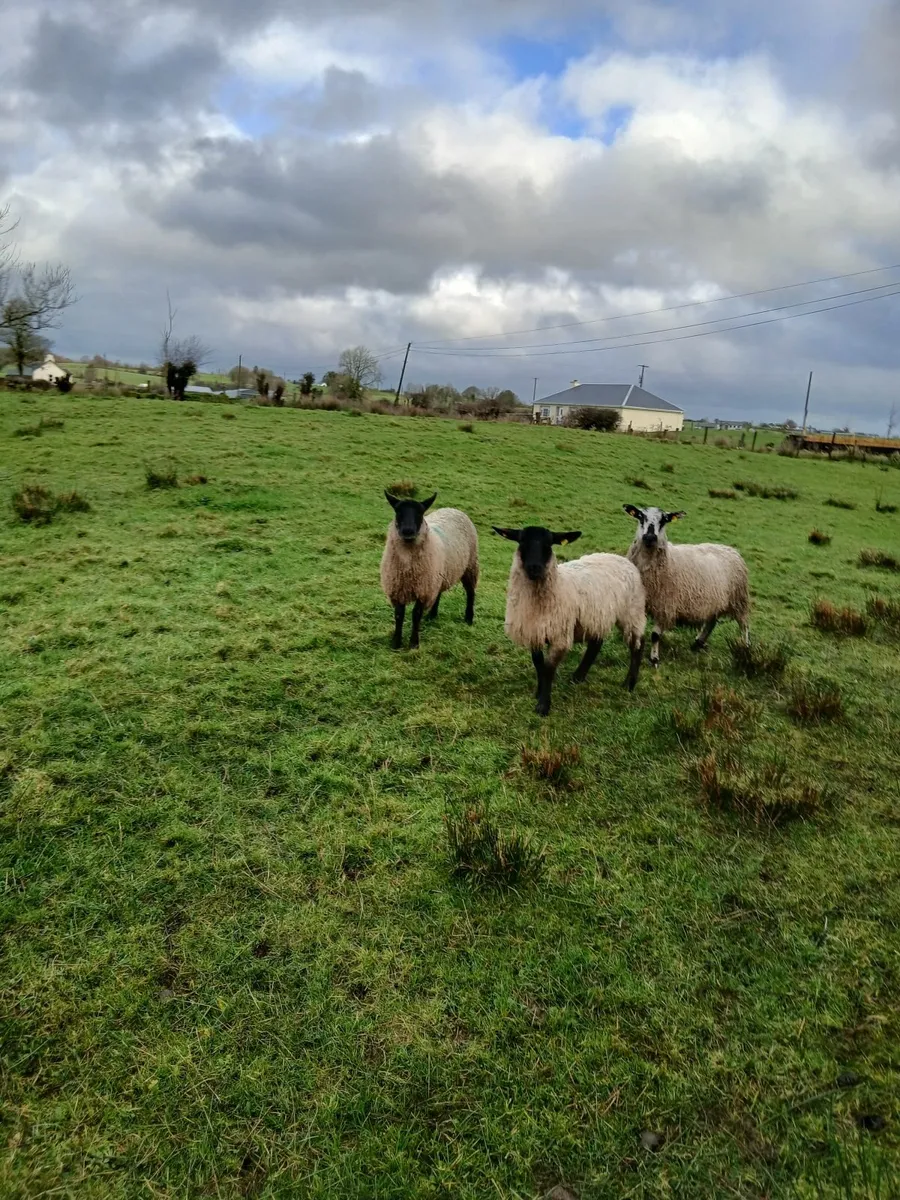 Ewe lambs - Image 1