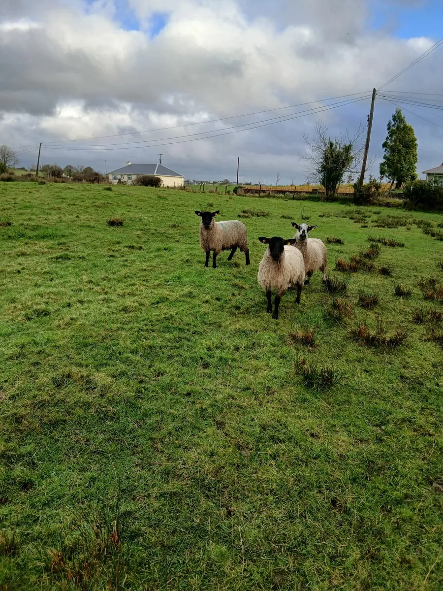 Ewe lambs - Image 4
