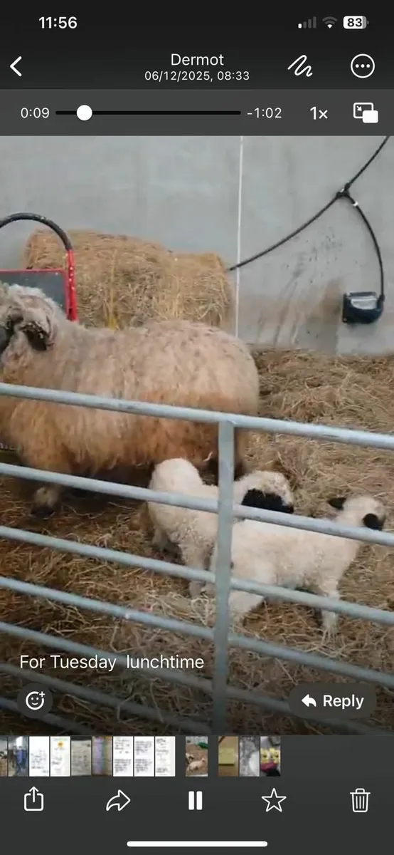 Bo Peep Juno and her two lambs ewe/ram for sale - Image 1