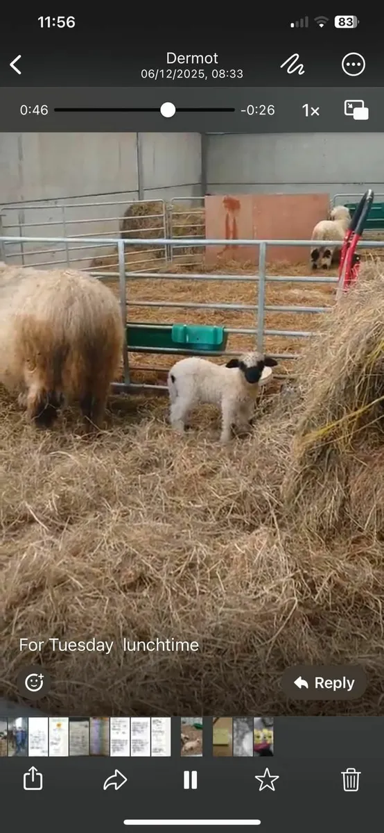 Bo Peep Juno and her two lambs ewe/ram for sale - Image 3