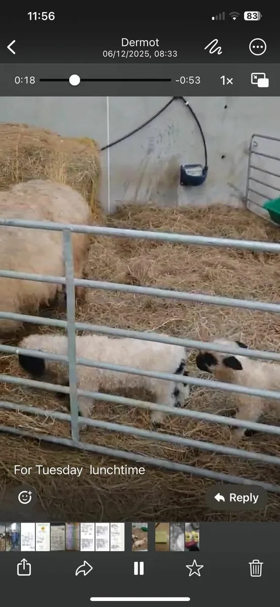 Bo Peep Juno and her two lambs ewe/ram for sale - Image 4