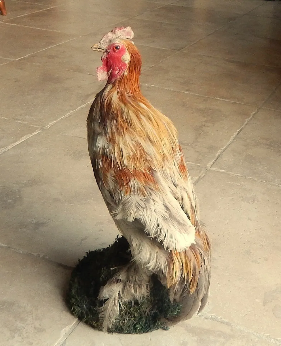 Vintage Taxidermy of Rooster - Image 2