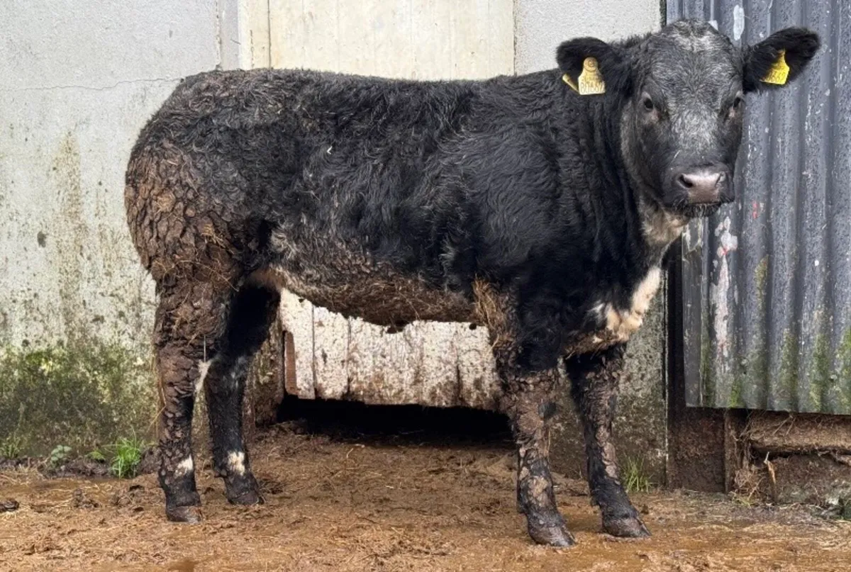 ⭐️Super Show Ai bred Blue Breeding heifer⭐️ - Image 1