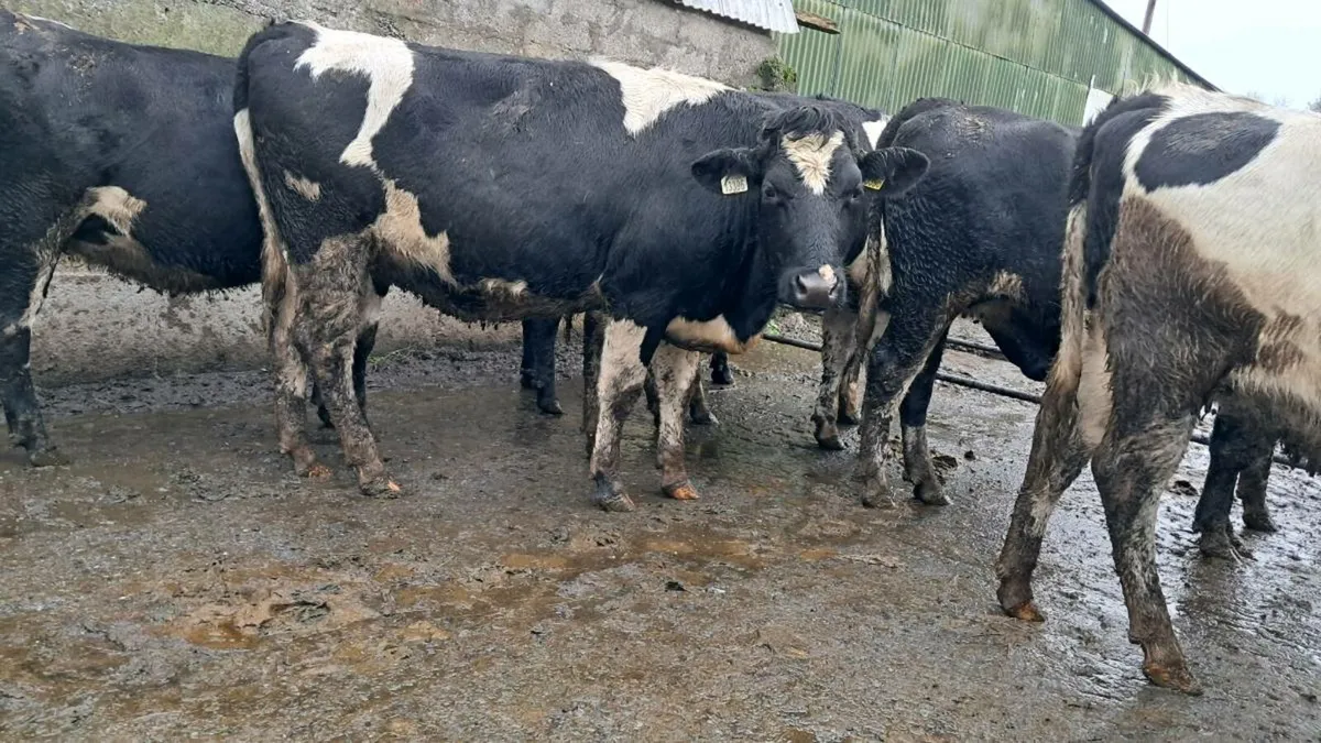 Friesian incalf heifers - Image 1