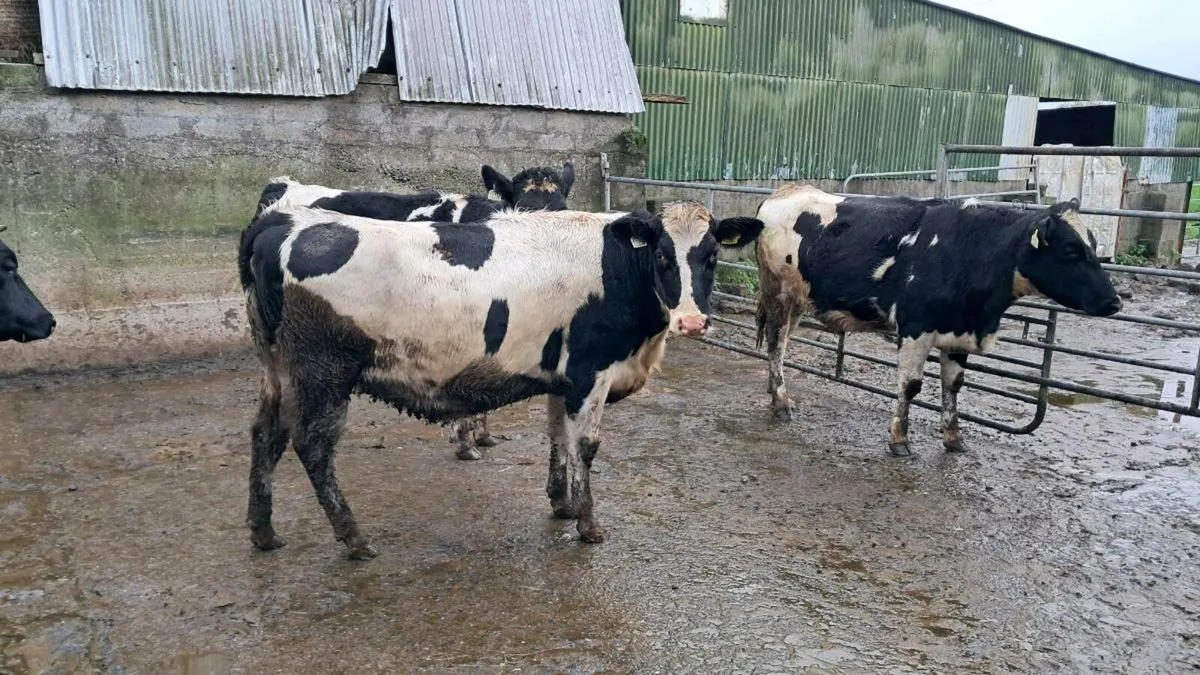 Friesian incalf heifers - Image 3
