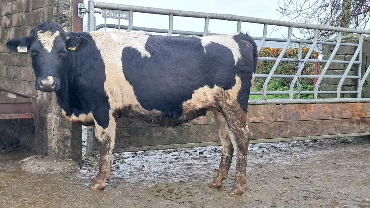 Friesian incalf heifers - Image 4