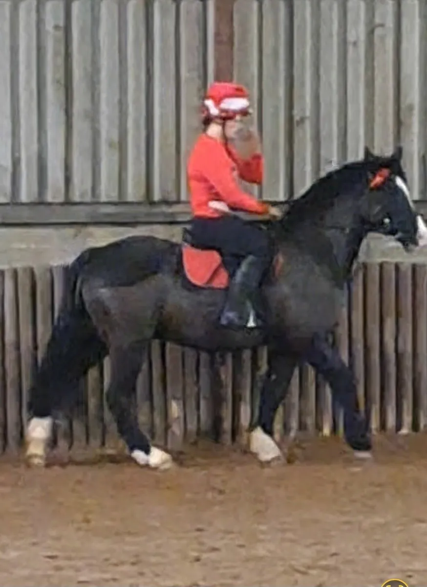 Fantastic pony 14.2 - Image 2