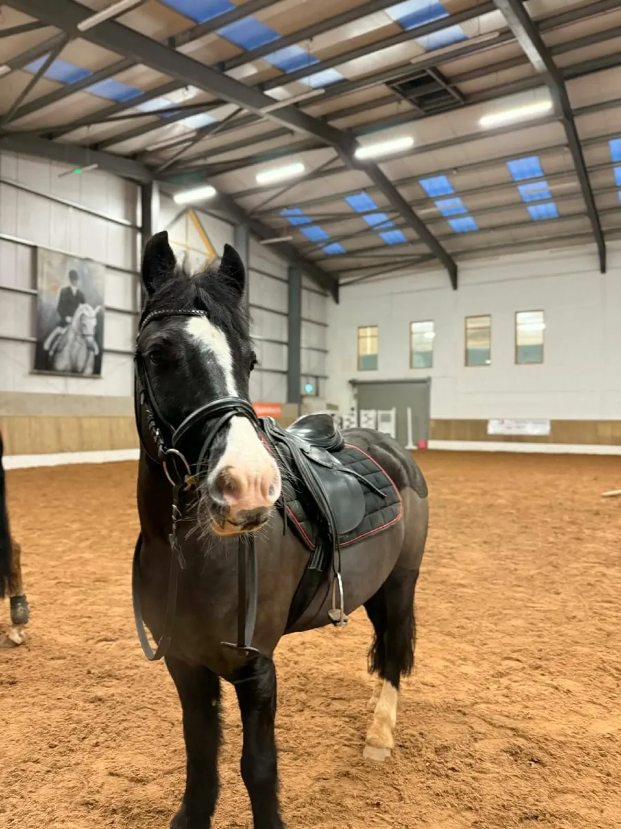 Fantastic pony 14.2 - Image 3