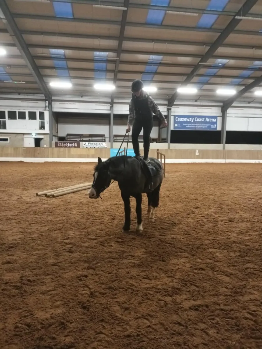 Fantastic pony 14.2 - Image 4