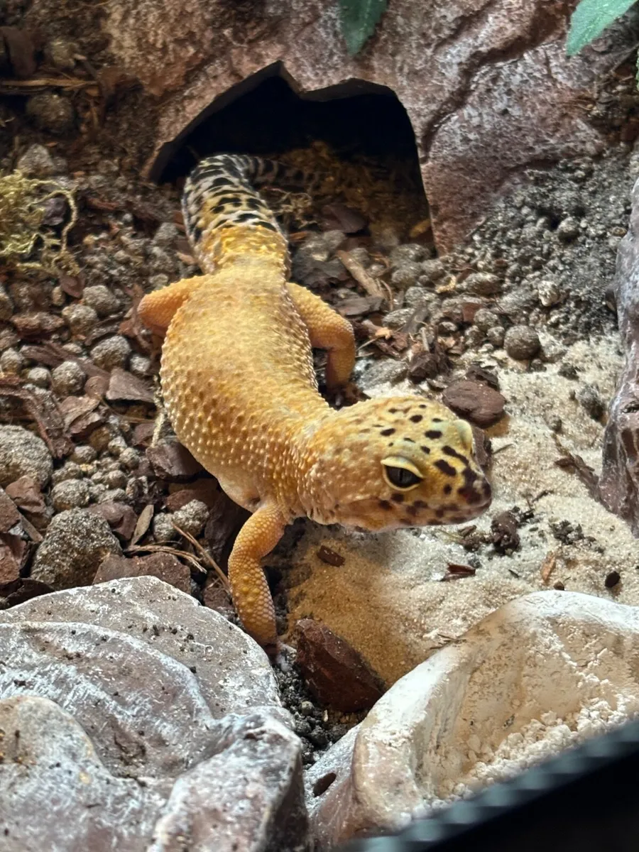 Leopard gecko - Image 1