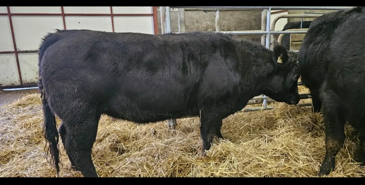 Organic Heifers AAX 4/5* Carnaross 18th Dec - Image 2