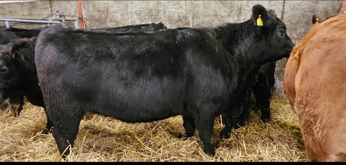 Organic Heifers AAX 4/5* Carnaross 18th Dec - Image 3