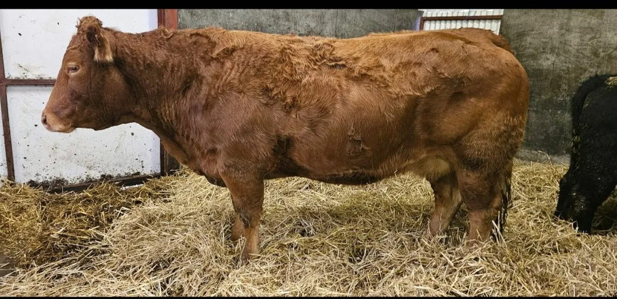 Organic Heifers AAX 4/5* Carnaross 18th Dec - Image 4