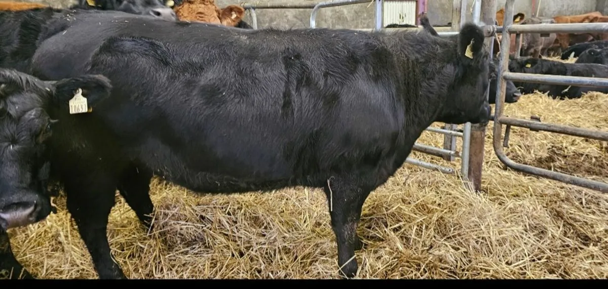 Organic Heifers AAX 4/5* Carnaross 18th Dec - Image 1