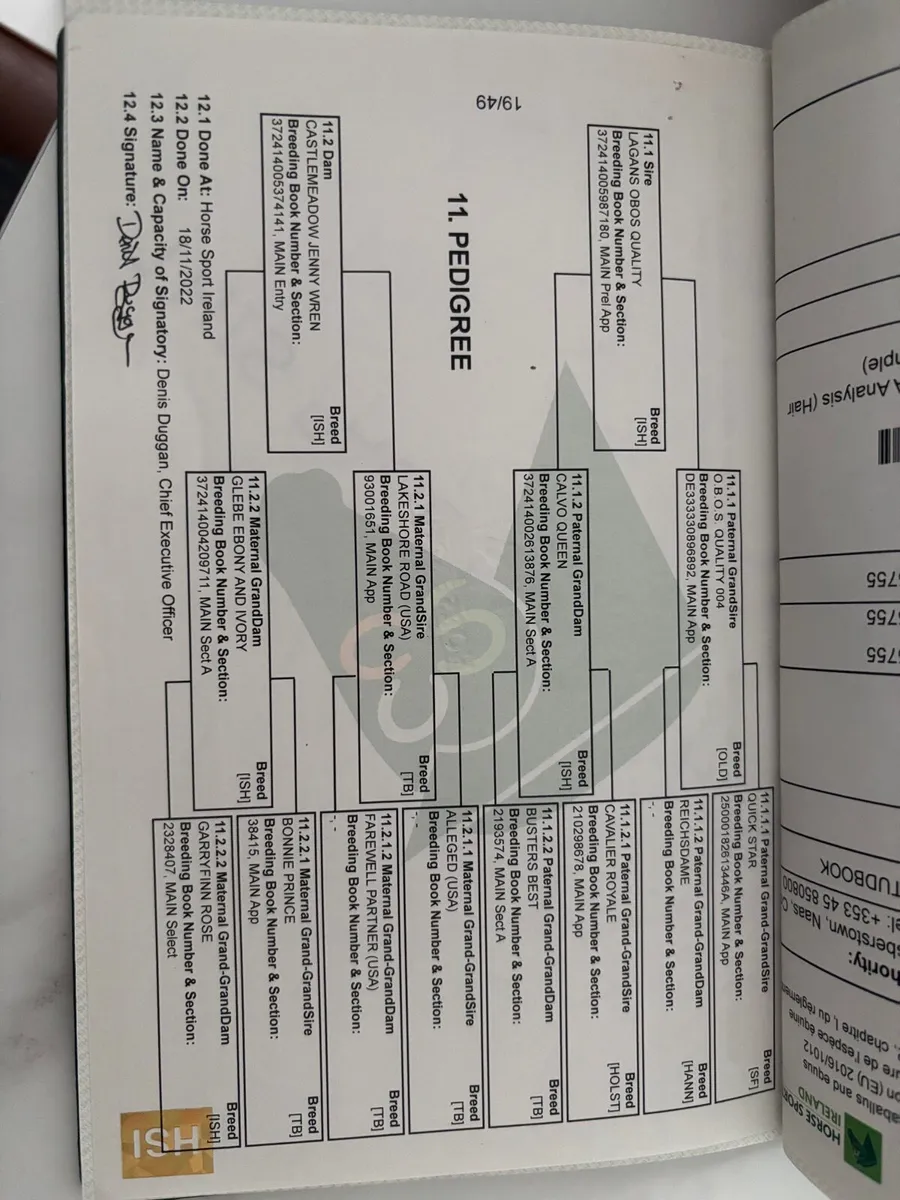 Lovely 3 yr old by Lagans OBOS Quality - Image 2