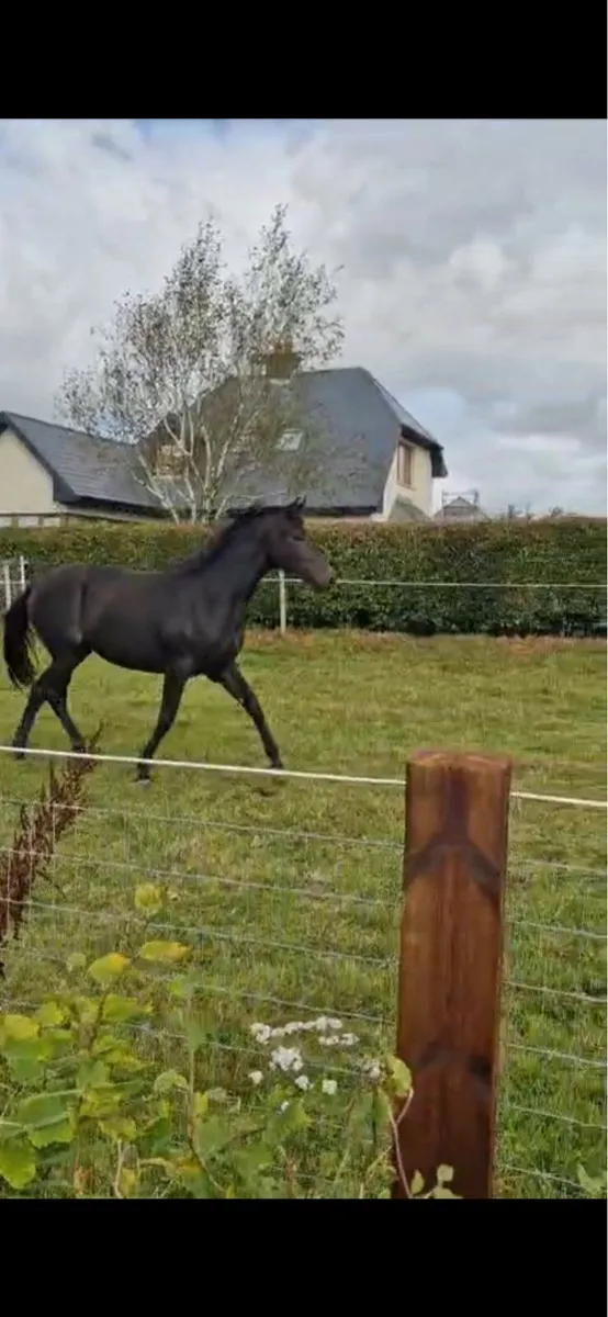 Lovely 3 yr old by Lagans OBOS Quality - Image 1