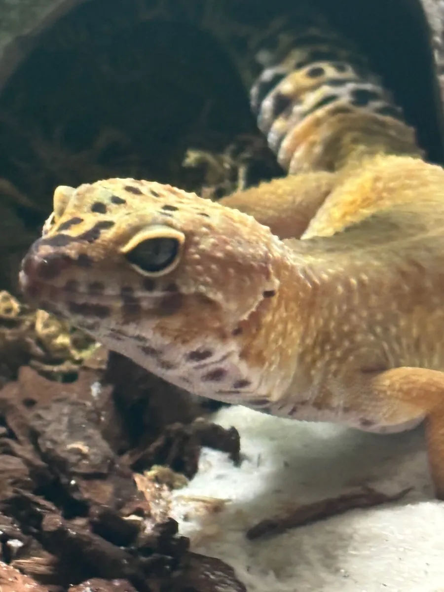 Leopard gecko - Image 2