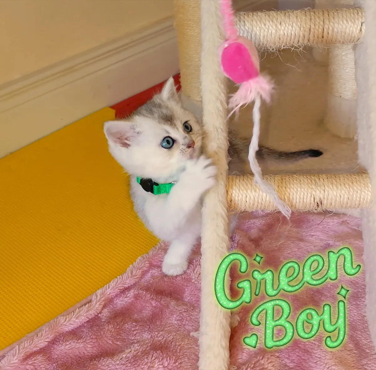 🏆Ragdoll x British Shorthair Kitten - Last Girl🏆 - Image 2