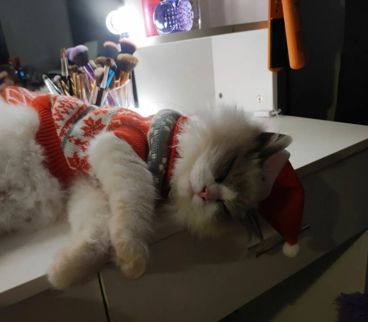 🏆Ragdoll x British Shorthair Kitten - Last Girl🏆 - Image 3